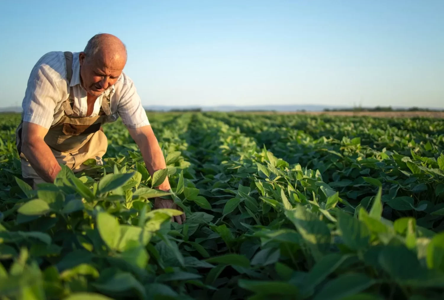 Agricultura